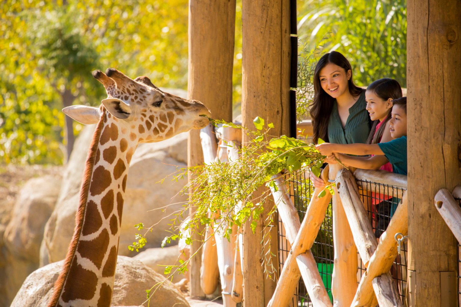 Giraffe Eating with Family